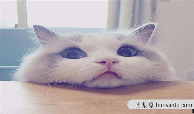 如何让猫咪变得乖巧(怎样让猫变乖)