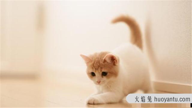 如何让猫咪变得乖巧(怎样让猫变乖)