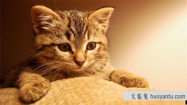 如何让猫咪变得乖巧(怎样让猫变乖)