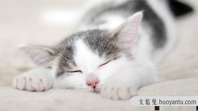 猫咪肠胃炎是常见疾病嘛(猫咪肠胃炎什么引起的)