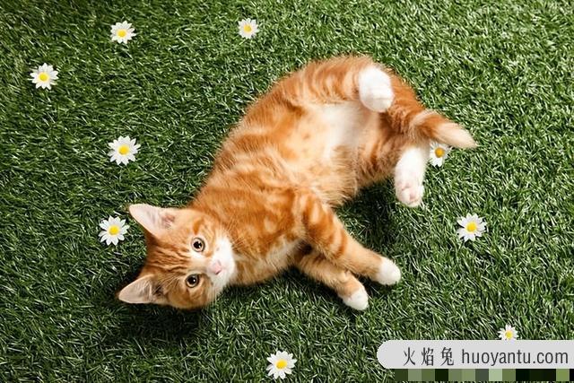 猫咪肠胃炎是常见疾病嘛(猫咪肠胃炎什么引起的)