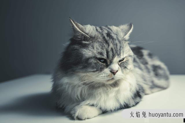 猫咪肠胃炎是常见疾病嘛(猫咪肠胃炎什么引起的)