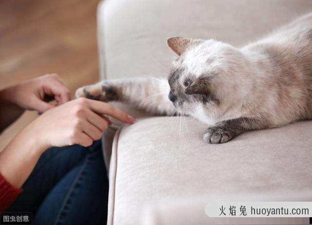 怎样训练猫咪用猫抓板(如何让猫咪学会用猫抓板)