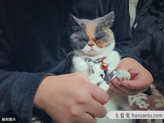 怎样训练猫咪用猫抓板(如何让猫咪学会用猫抓板)