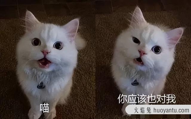 晚上小猫不睡觉一直叫是为什么(猫咪晚上不睡一直叫)