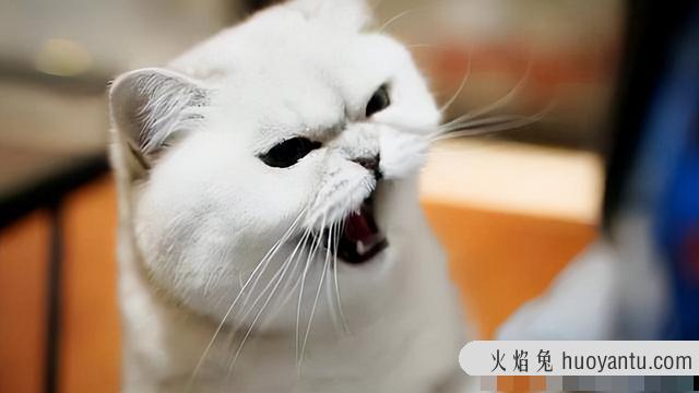 晚上小猫不睡觉一直叫是为什么(猫咪晚上不睡一直叫)