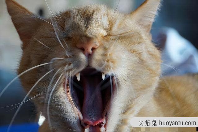 晚上小猫不睡觉一直叫是为什么(猫咪晚上不睡一直叫)