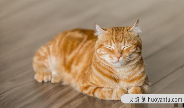 晚上小猫不睡觉一直叫是为什么(猫咪晚上不睡一直叫)