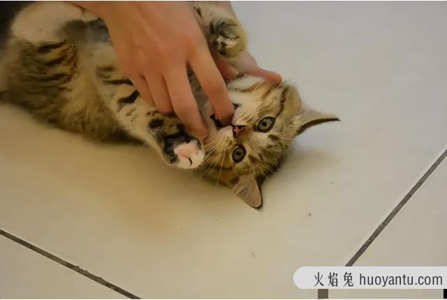 猫咪抓挠咬主人是什么原因(猫咪为什么抓咬主人)