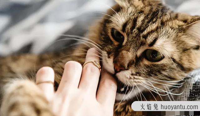 猫咪抓挠咬主人是什么原因(猫咪为什么抓咬主人)