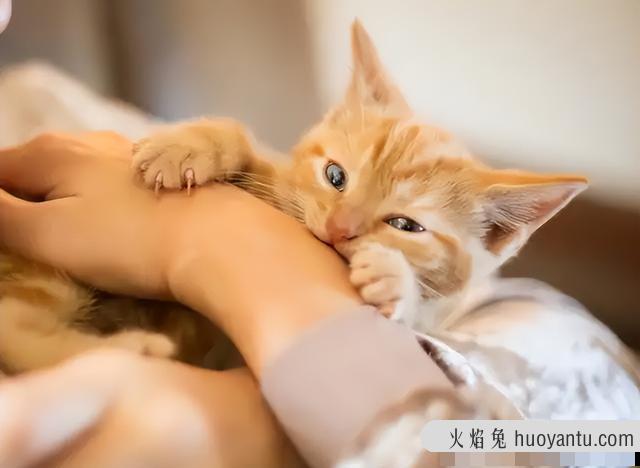 猫咪抓挠咬主人是什么原因(猫咪为什么抓咬主人)