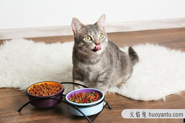 猫咪厌食该怎么办吃什么药(猫厌食症可以喂什么)