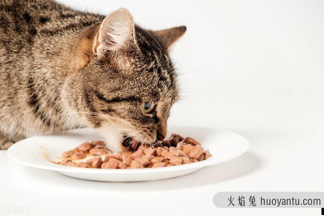 猫咪厌食该怎么办吃什么药(猫厌食症可以喂什么)