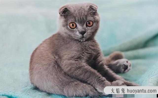 折耳猫是畸形吗(折耳猫是畸形吗能治好吗)