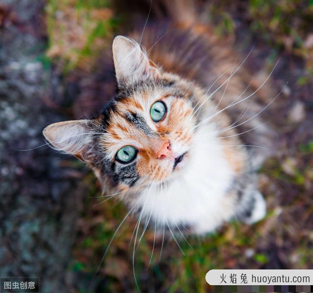 猫咪身上的跳蚤怎么灭(宠物猫身上的跳蚤怎么灭)