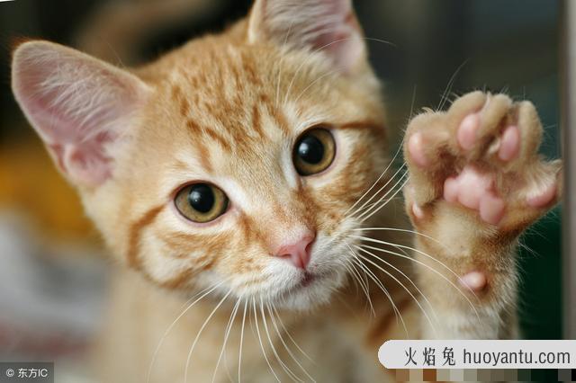 猫咪不吃化毛膏行不行(猫咪不吃化毛膏有什么后果)