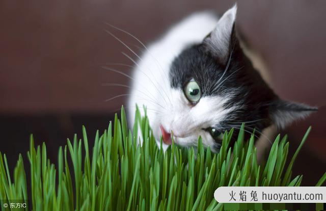 猫咪不吃化毛膏行不行(猫咪不吃化毛膏有什么后果)