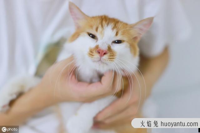 猫咪毛囊炎治疗方法(猫咪毛囊炎怎么根治)