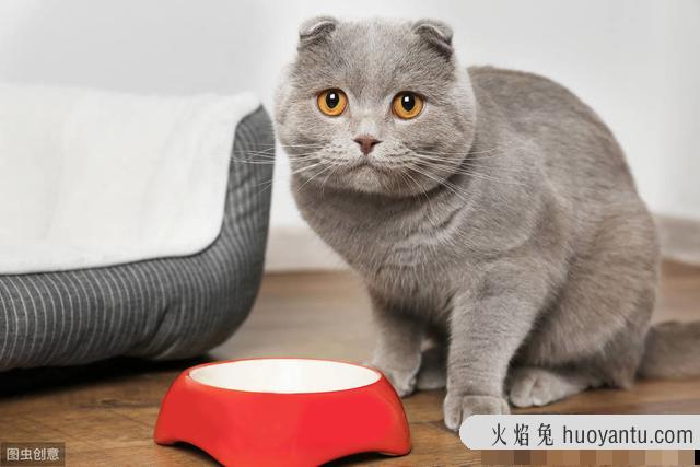 猫咪为啥不能吃狗粮(猫为什么不可以吃狗粮)