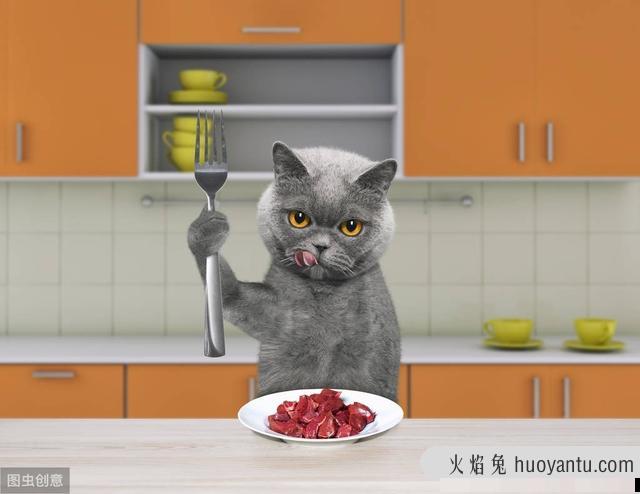 猫咪为啥不能吃狗粮(猫为什么不可以吃狗粮)