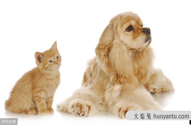 猫咪为啥不能吃狗粮(猫为什么不可以吃狗粮)