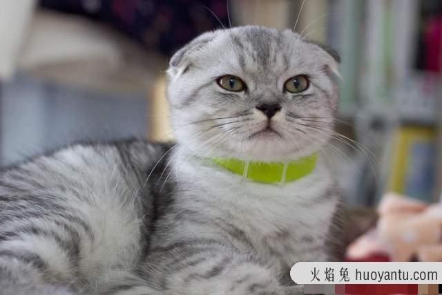 折耳猫是畸形吗(折耳猫是畸形吗能治好吗)