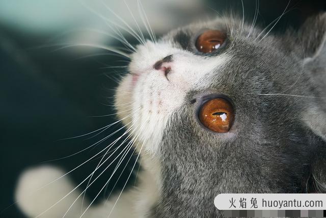 猫咪眼睛的分泌物怎么清理(猫咪眼睛分泌物用什么擦)