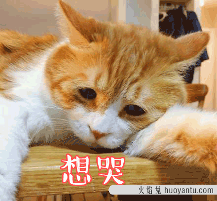 猫咪总是流泪怎么回事(猫咪老是流泪什么原因)