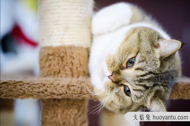 怎么不让猫偷吃东西(怎么能让猫不偷吃东西)