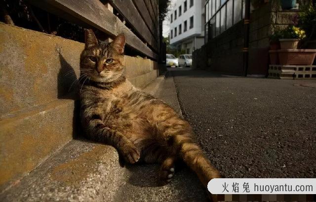 猫记仇的表现怎么消仇(猫是怎么记仇的)