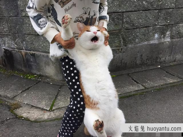 猫记仇的表现怎么消仇(猫是怎么记仇的)