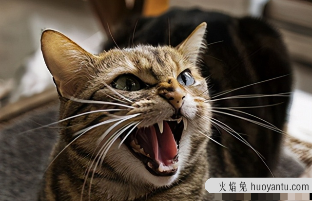 猫记仇的表现怎么消仇(猫是怎么记仇的)