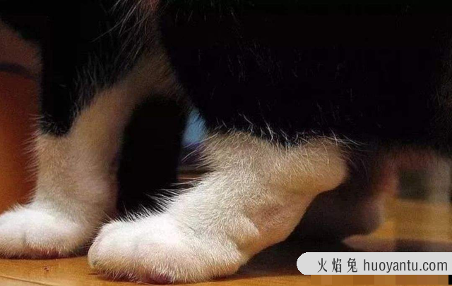 折耳猫一定会发病吗(折耳猫有没有不发病的)