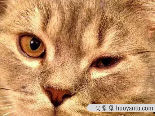 猫眼屎怎么弄干净(猫眼屎怎么清理)