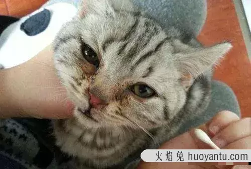 猫眼屎怎么弄干净(猫眼屎怎么清理)