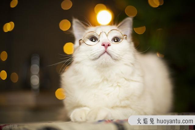 猫眼睛流脓一样的眼屎用什么药(猫咪眼睛流脓怎么回事)