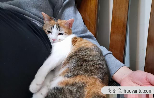 为什么三花猫都是母猫(三花是不是都是母猫)