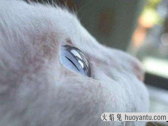 猫是色盲吗(猫能分辨几种颜色)