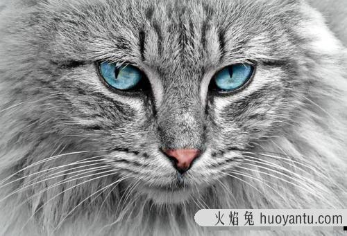 猫是色盲吗(猫能分辨几种颜色)