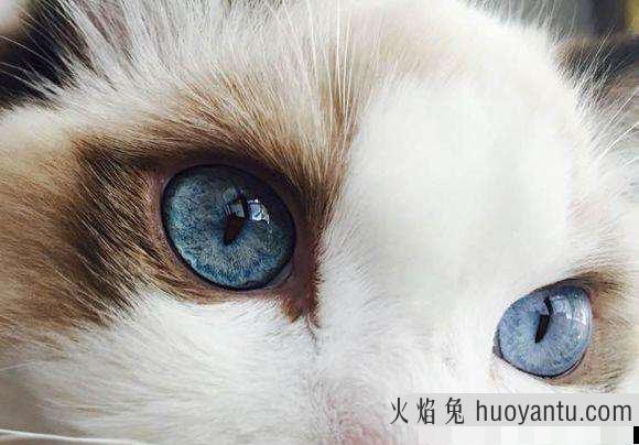 猫是色盲吗(猫能分辨几种颜色)