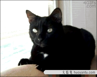 猫可以吃榴莲吗(榴莲对猫的危害)