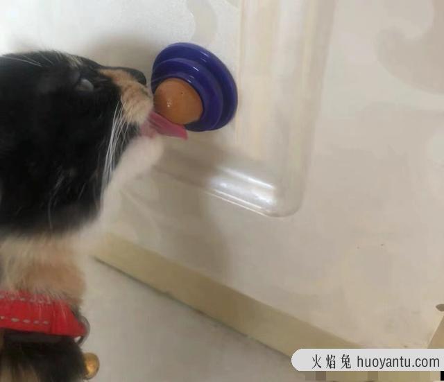 猫能吃糖吗?猫可以吃猫糖吗