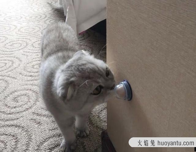 猫能吃糖吗?猫可以吃猫糖吗