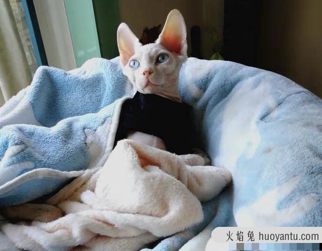 猫能吃糖吗?猫可以吃猫糖吗