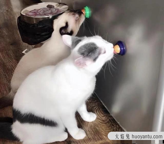 猫能吃糖吗?猫可以吃猫糖吗