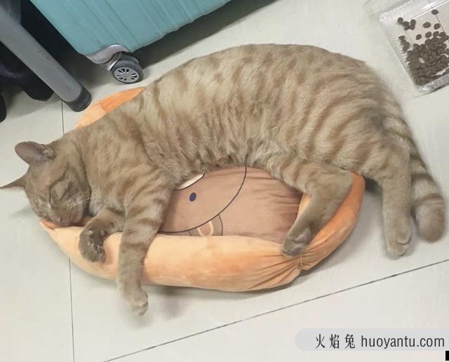 猫能吃糖吗?猫可以吃猫糖吗