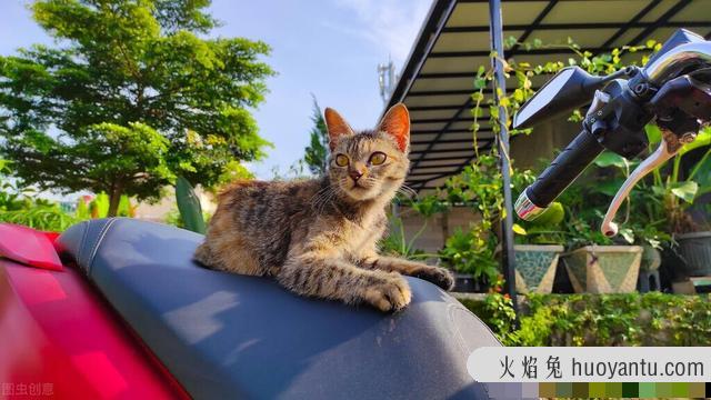 猫吃面包会怎么样(给猫吃面包没事吧)