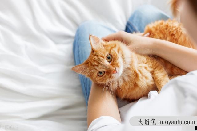 猫吃面包会怎么样(给猫吃面包没事吧)