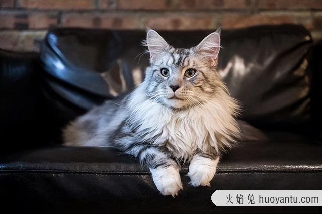 缅因猫性格怎么样(缅因猫性情温顺吗)