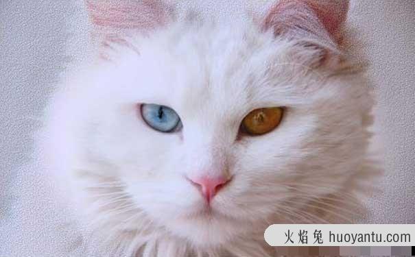 两个月猫罐头多久喂一次(两个月猫罐头多久喂一次比较好)